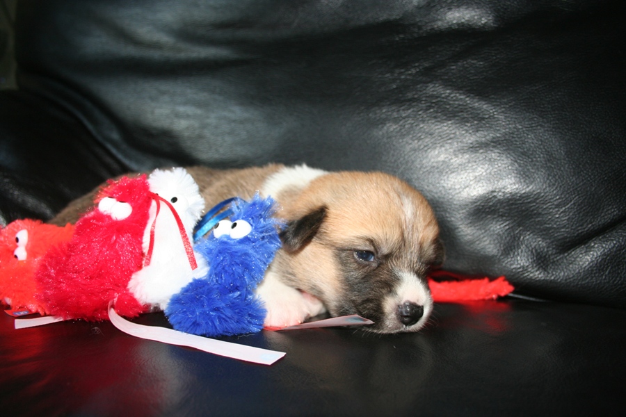 Puppies